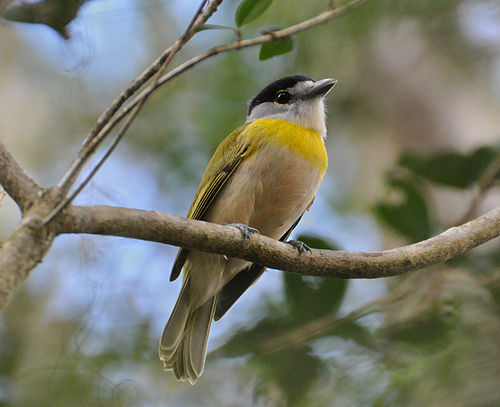 Green-backed becard